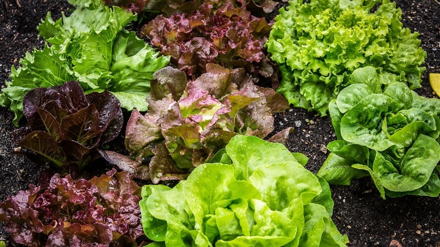 reducao do escoamento comeca a pressionar precos da alface em sp