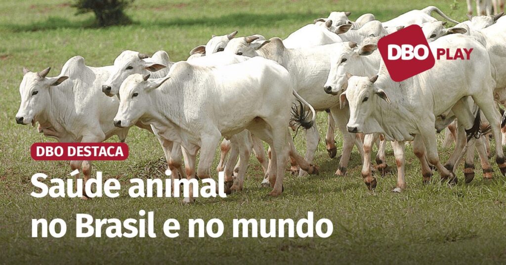 relatorio da oxford analytica avalia os impactos da saude do gado na sustentabilidade video