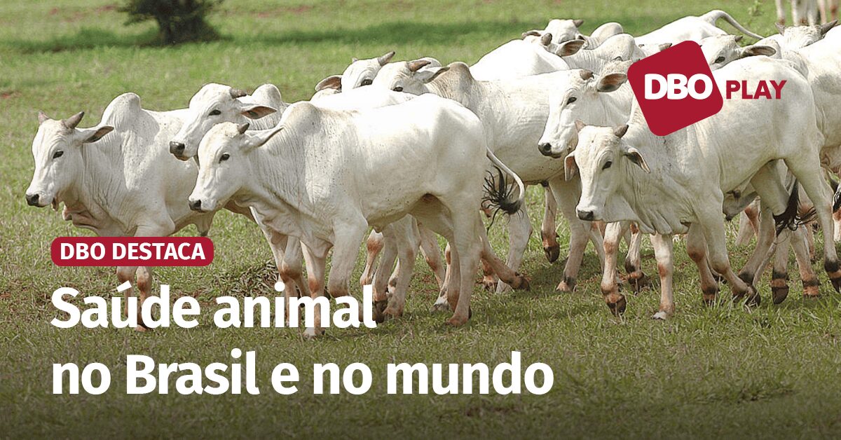 relatorio da oxford analytica avalia os impactos da saude do gado na sustentabilidade video