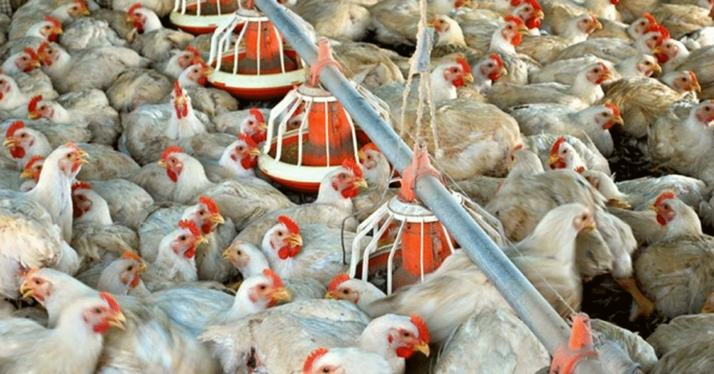 santa catarina supera us 1 bi em receita com exportacao de carnes no 1o quadrimestre de 2023 portal dbo