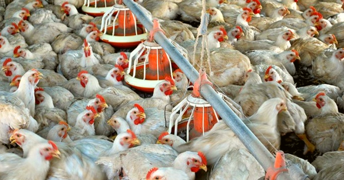 santa catarina supera us 1 bi em receita com exportacao de carnes no 1o quadrimestre de 2023 portal dbo