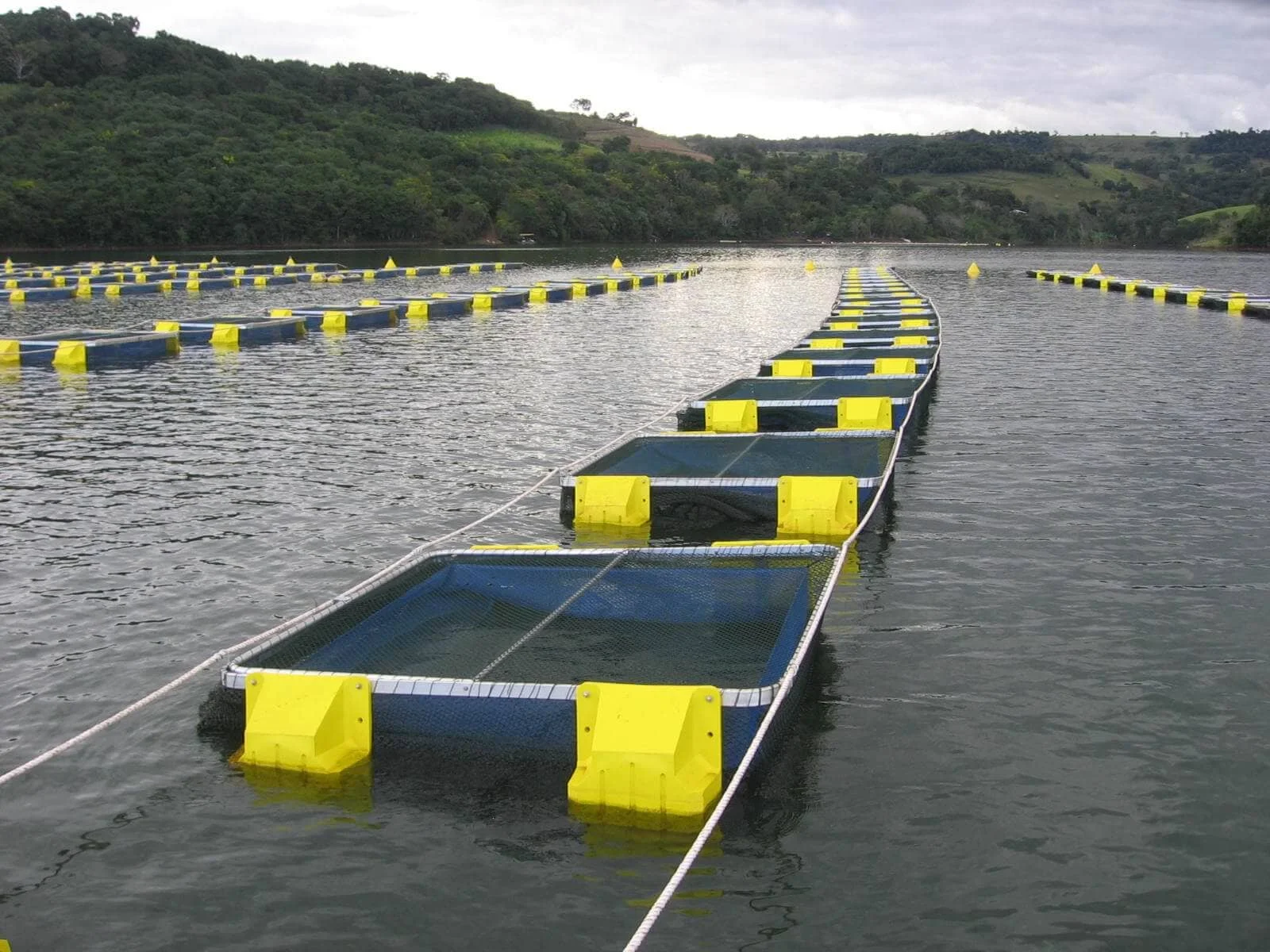 Satélites mapeiam produção aquícola no Brasil satélites, mapeamento, viveiros, produção aquícola, Brasil, gestão ambiental, controle de pragas, milho, colheita, principais pragas, combate às pragas, prevenção de pragas, manejo integrado de pragas, produção agrícola, agricultura.