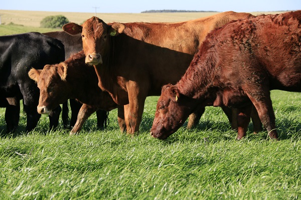 sistemas pecuarios sustentaveis e tema de dia de campo da embrapa portal dbo