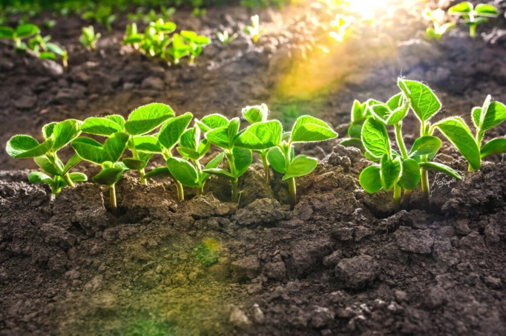 Tecnologia microbiológica eleva produtividade da soja em até 2,8 sacas por hectare 2 tecnologia microbiologica eleva produtividade da soja em ate 28 sacas por hectare