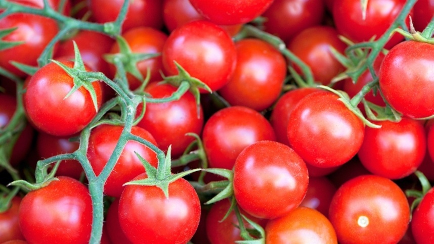 tuta absoluta destroi tomate nigeriano 1