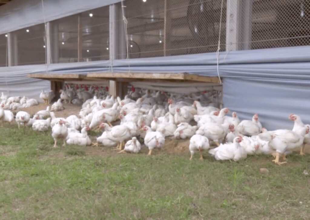 uso de aditivos naturais melhora a saude das aves 2