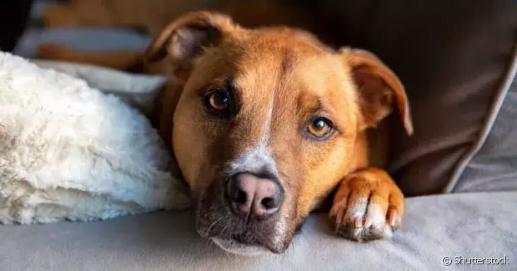 veja os sinais e sintomas de diabetes nos pets 1