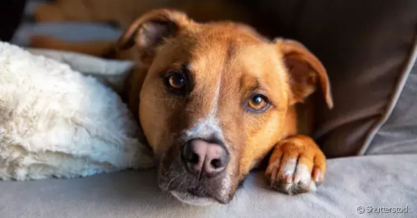 veja os sinais e sintomas de diabetes nos pets 1