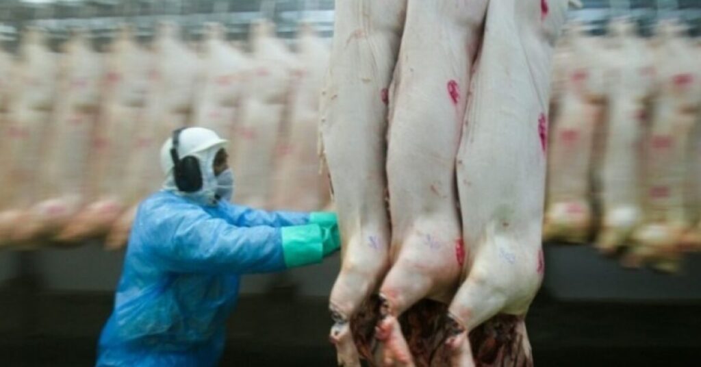 volume das exportações de carne suína cresceu 16,6% em abril/23 • Portal DBO 2 volume das exportacoes de carne suina cresceu 166 em abril 23 portal dbo
