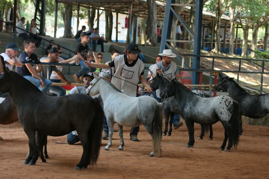 4a ranqueada alpes nppb reunira os melhores poneis do pais no interior de sp
