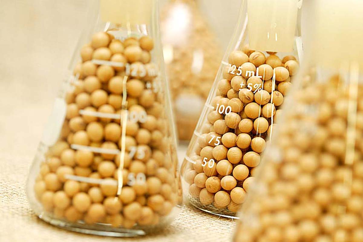 5 curiosidades interessantes sobre a soja agronews