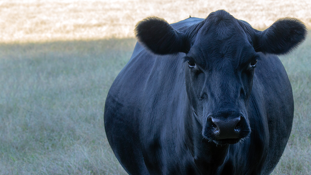 9 dicas para aumentar a taxa de prenhez do rebanho