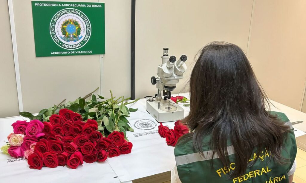 Brasil importa 50 toneladas de rosas para o Dia dos