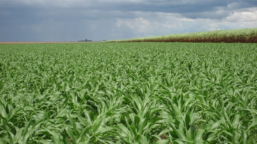 Como o El Nino vai impactar a agricultura