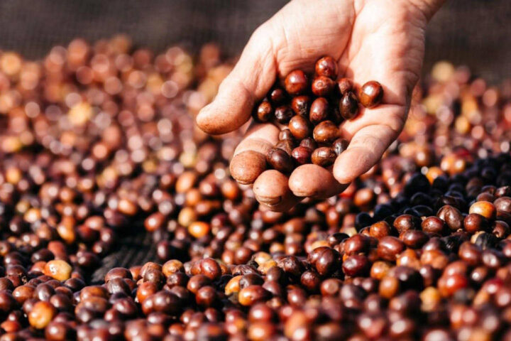 Exportacoes de cafe em nivel mundial totalizam 7219 milhoes de