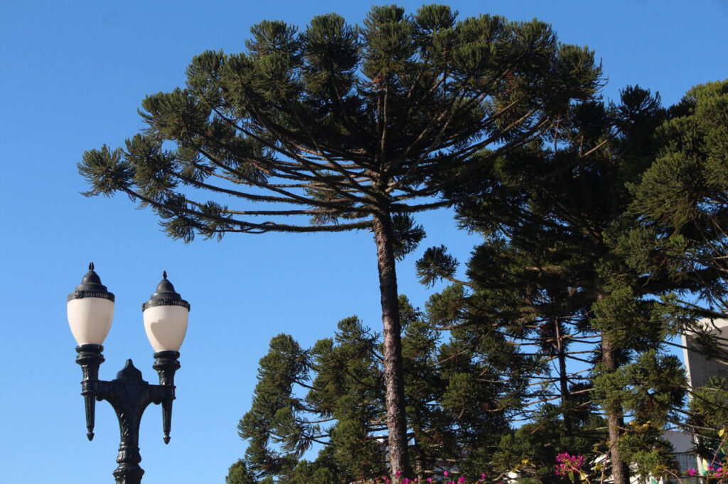 Mais de 500 mil mudas de araucaria foram produzidas em