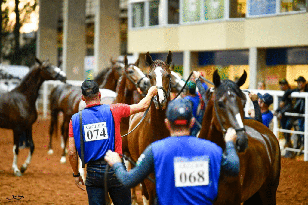 abccrm comemora sucesso da 1a etapa da 19a exposicao brasileira do cavalo mangalarga