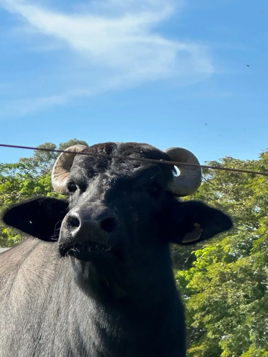 anc assume registro de bubalinos no brasil