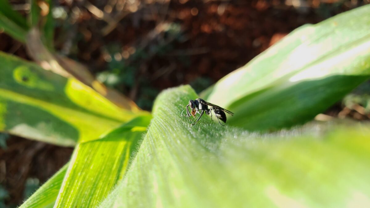 aplicativo facilita identificacao de pragas agricolas 1
