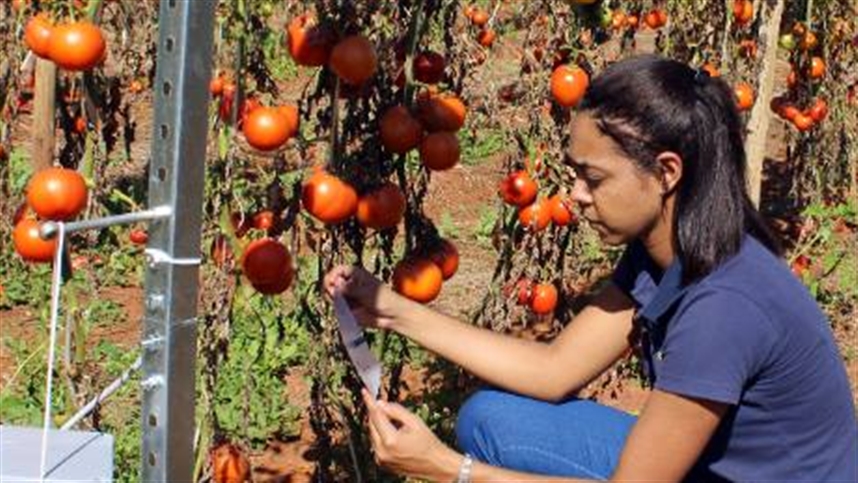 armadilha digital combate tuta absoluta 1