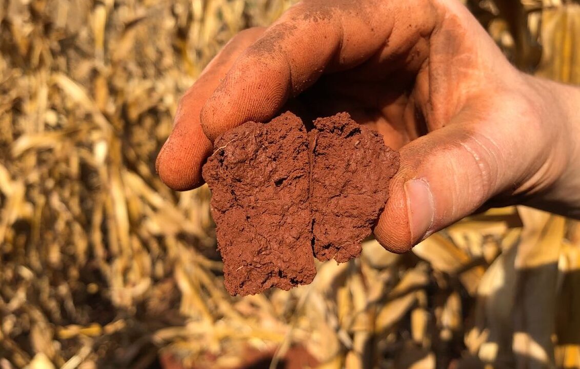 belagricola realiza mais uma edicao do bela 1