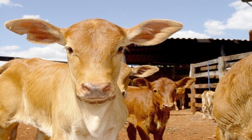 Bezerro, boi gordo e carne se desvalorizam em maio