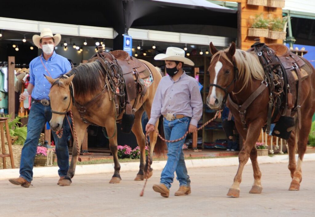 Biblioteca on-line AQHSarp é lançada para jovens quartistas 2 biblioteca on line aqhsarp e lancada para jovens quartistas 1