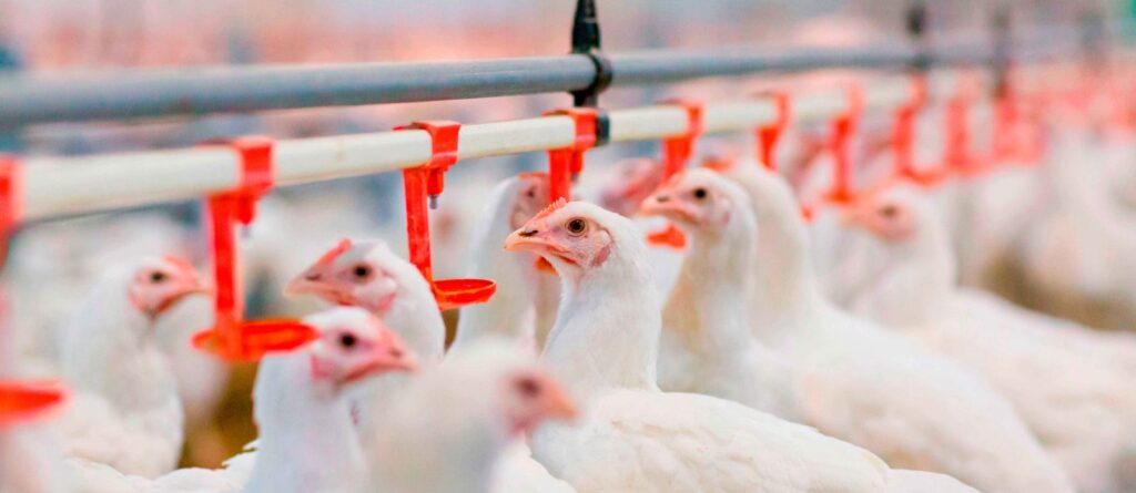 biosseguridade e condicao essencial para saude na avicultura 1