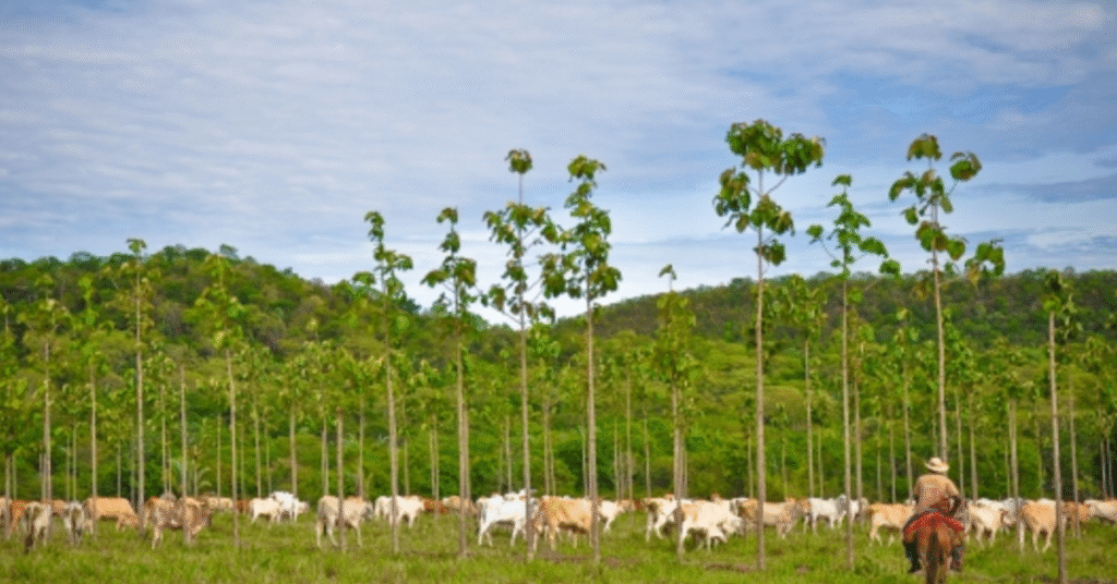 boas práticas na agropecuária ajudam a reduzir impacto ambiental • Portal DBO 2 boas praticas na agropecuaria ajudam a reduzir impacto ambiental portal dbo