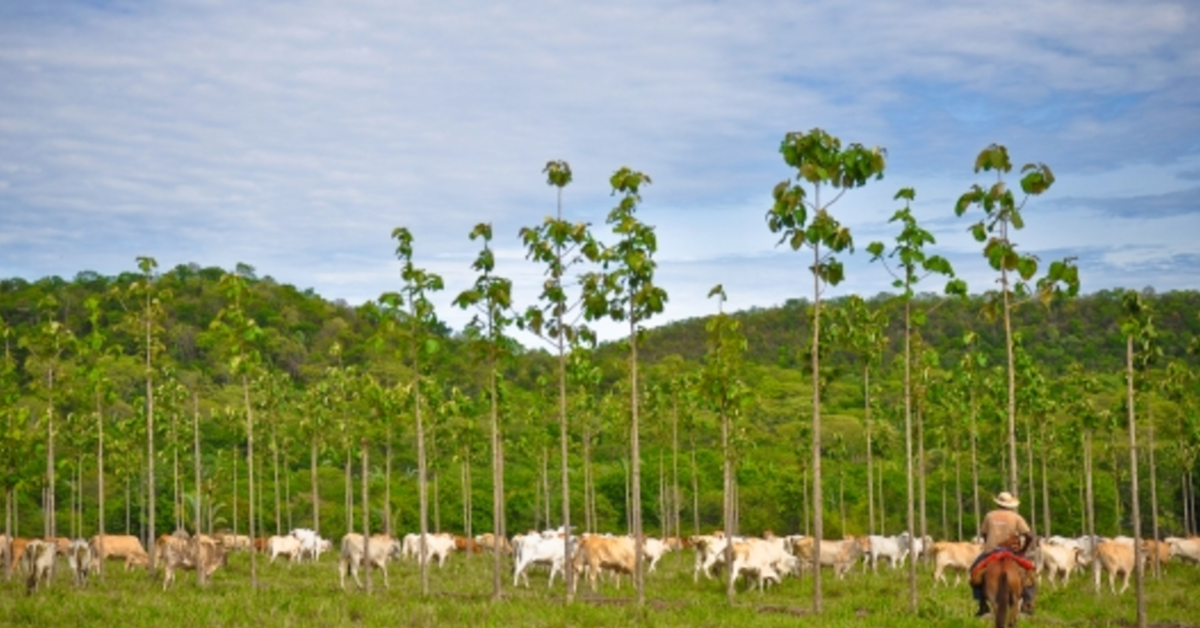 boas praticas na agropecuaria ajudam a reduzir impacto ambiental portal dbo