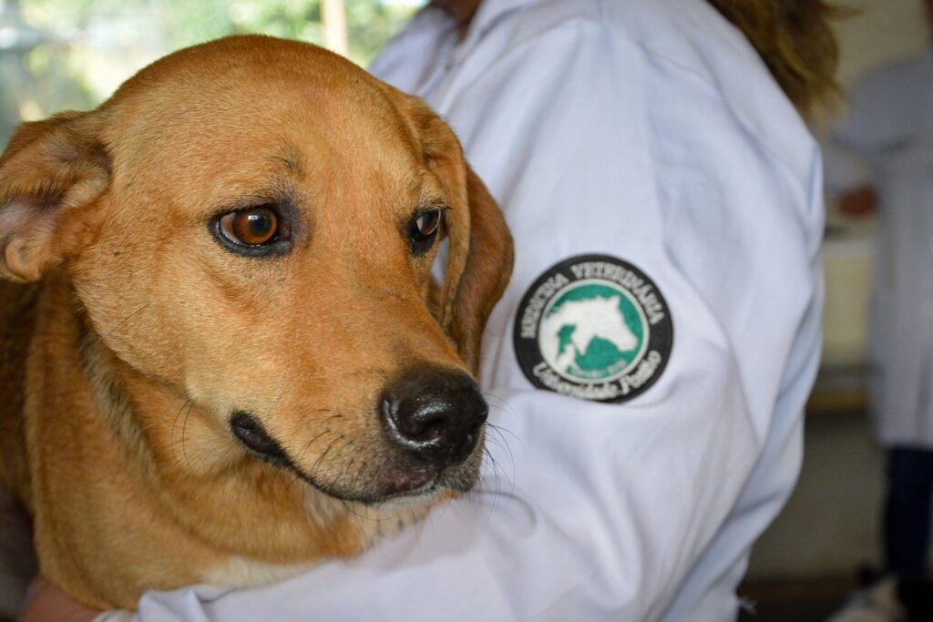 caes de rua do complexo penitenciario de piraquara sao atendidos e vao a feira de adocao