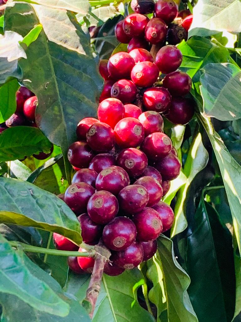 Café: Nova York pode ter novo dia de pressão com a colheita e tem leves baixas