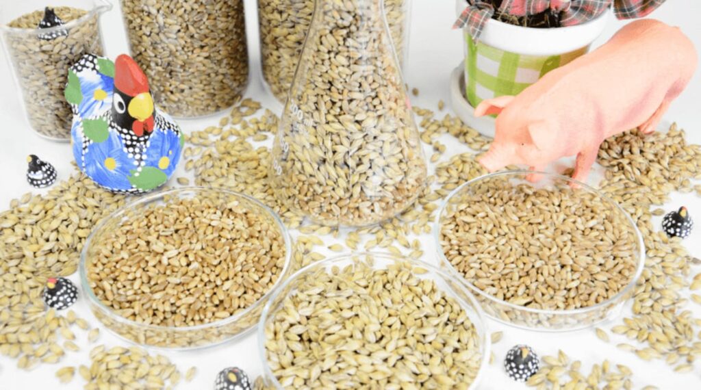 Cereais de inverno em dietas de suínos será tema de evento online 2 cereais de inverno em dietas de suinos sera tema de evento online