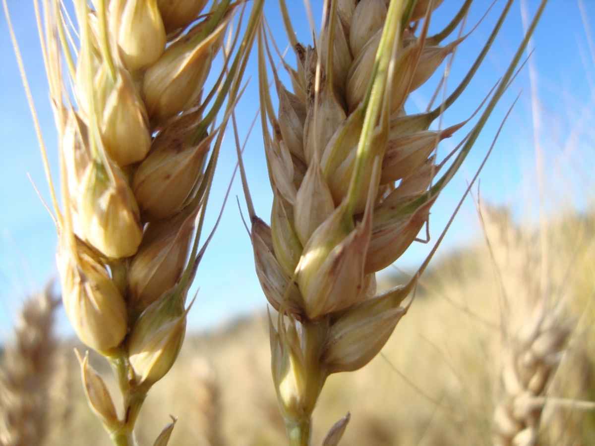 chuvas irregulares afetam o plantio de trigo em sao paulo confira agronews 2