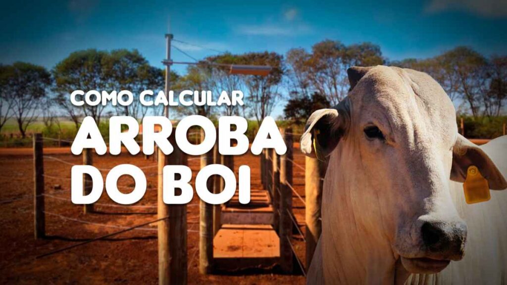 como calcular arroba do boi corretamente agronews