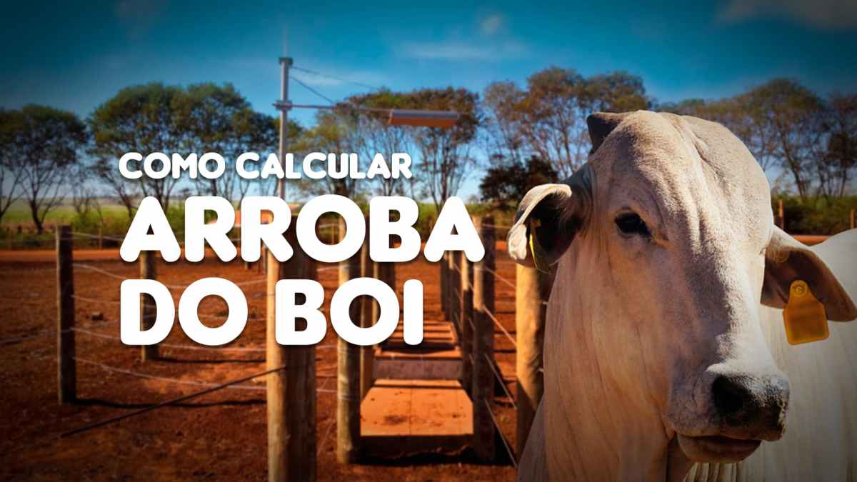 como calcular arroba do boi corretamente agronews