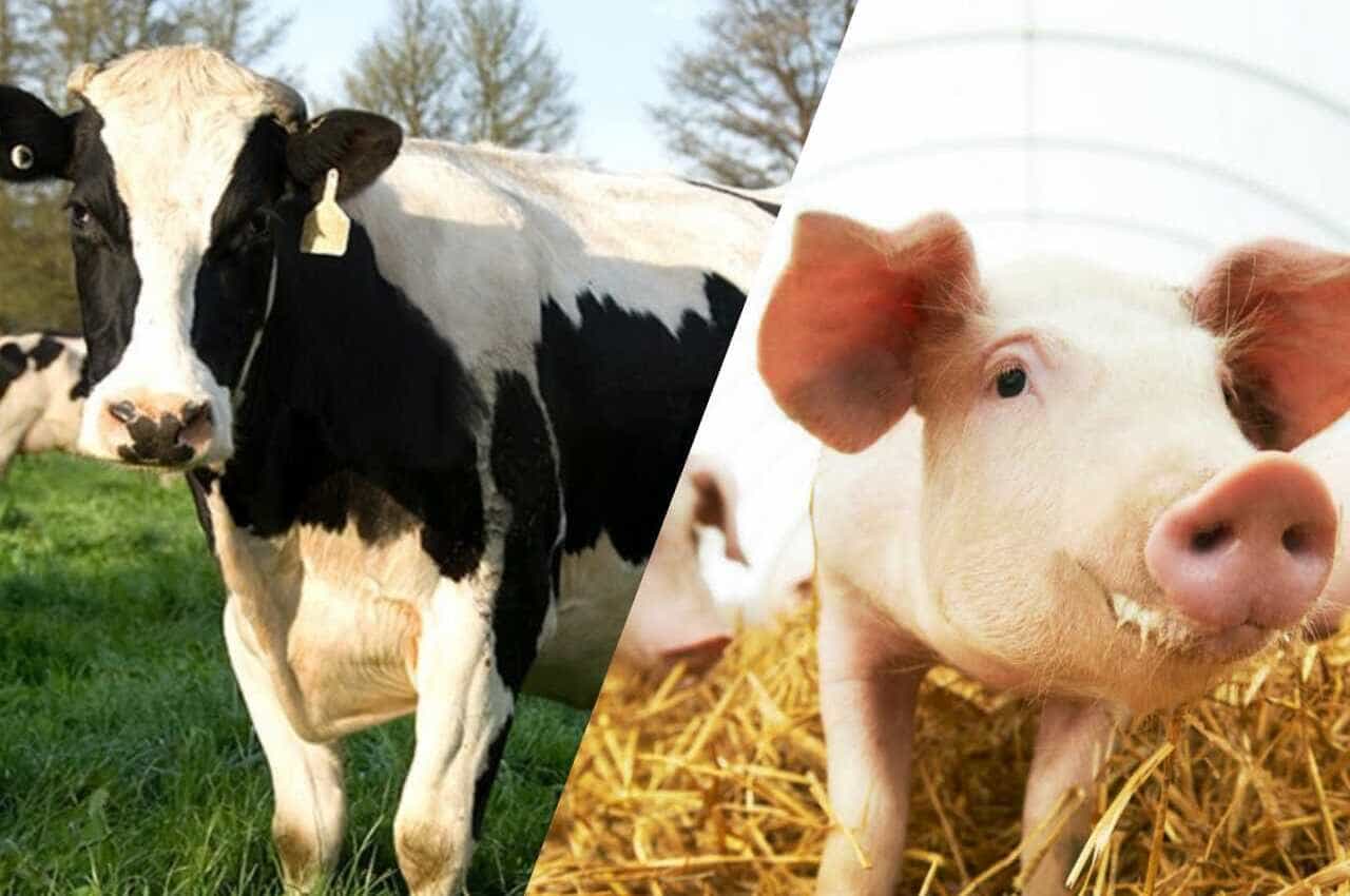 competitividade da carne bovina limita reacao dos precos da suina no mercado interno