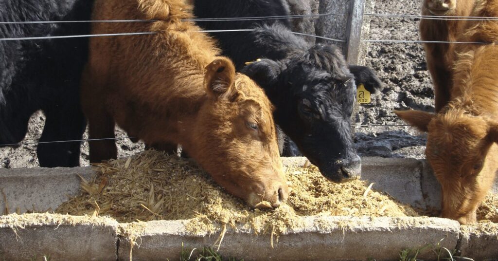 confina brasil 2023 finaliza terceira semana de visitas em propriedades de sp e pr portal dbo