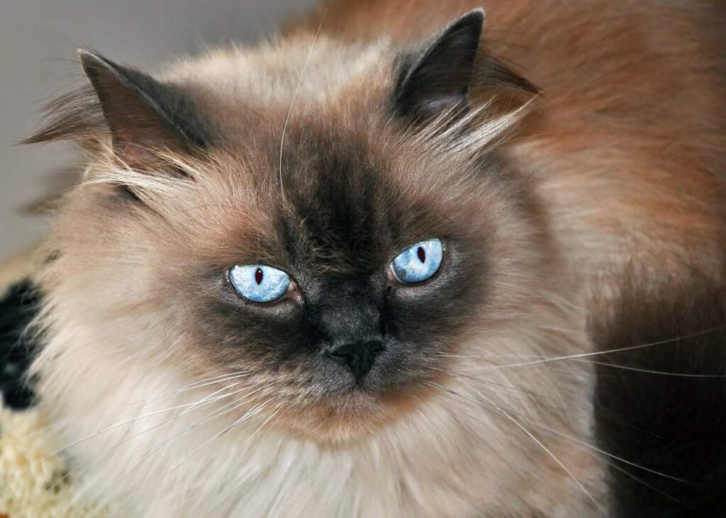 Confira 7 curiosidades sobre gatos 2 confira 7 curiosidades sobre gatos 1