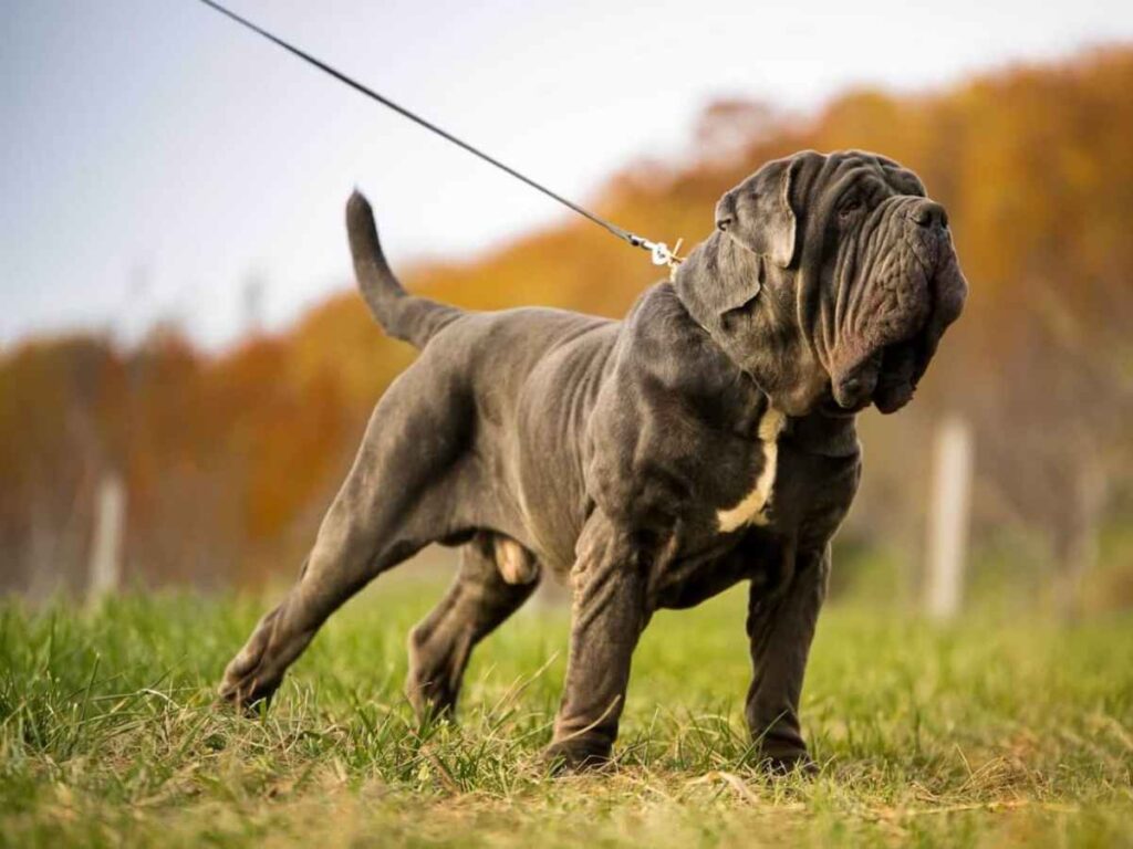 conheca o cachorro mais antigo do mundo e bom guarda para rebanho mastim napolitano