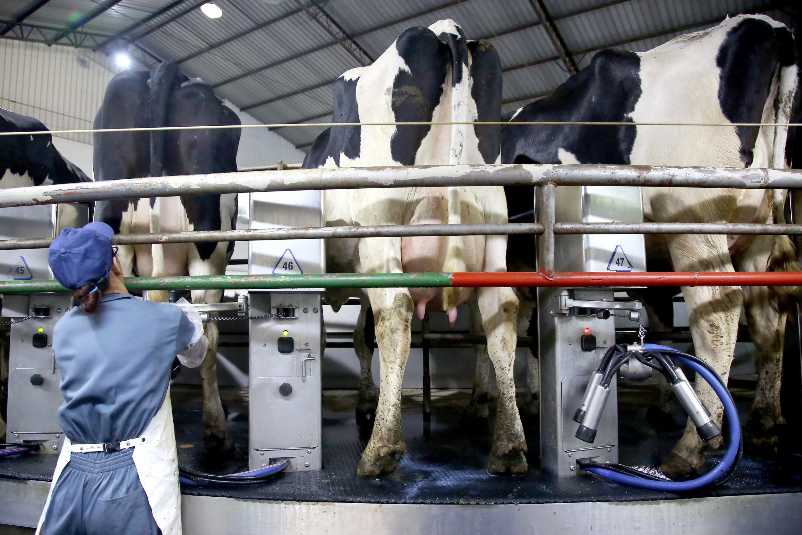 Custo de produção de proteínas animais está em queda no Paraná, aponta boletim