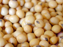 datagro graos eleva estimativa da safra brasileira de soja 2022 23 para