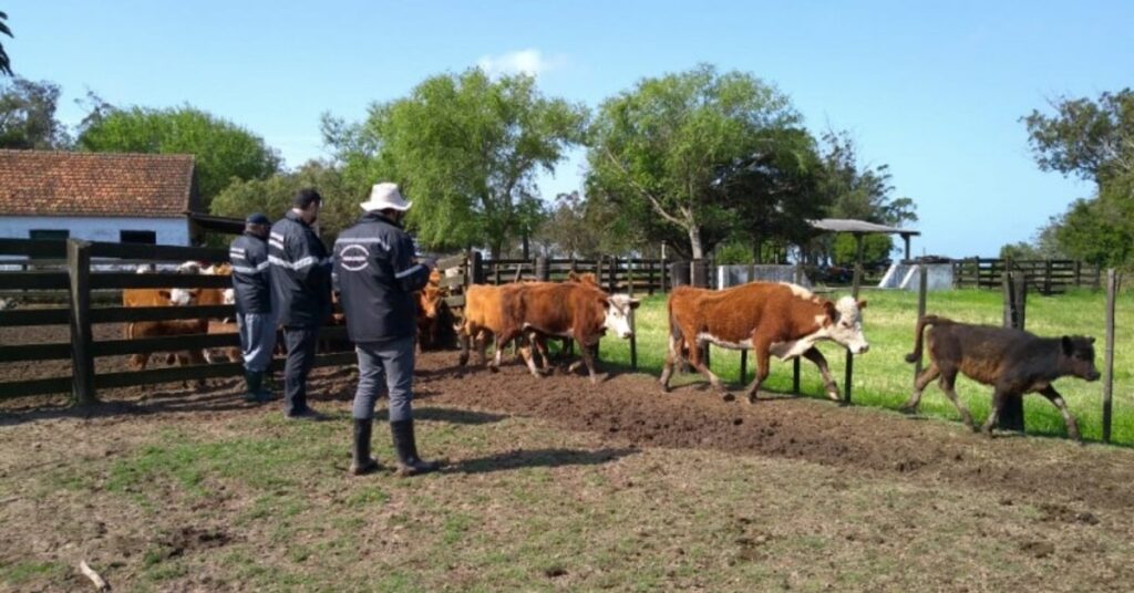 Declaração Anual de Rebanho no Rio Grande do Sul vai até 31 de outubro • Portal DBO 2 declaracao anual de rebanho no rio grande do sul vai ate 31 de outubro portal dbo