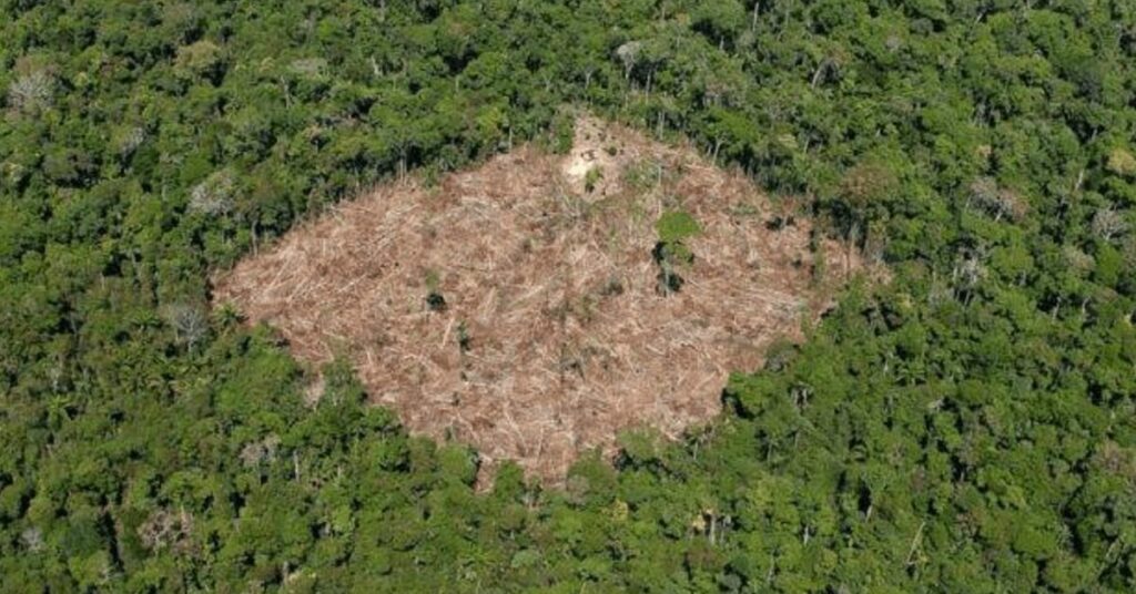 desmatamento no cerrado cresce 32 em 2022 mostra relatorio do ipam portal dbo