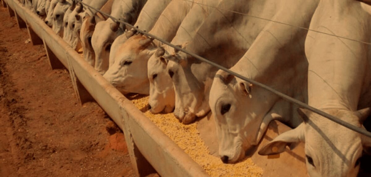 dia de campo apresenta novidades sobre a bovinocultura de corte 1