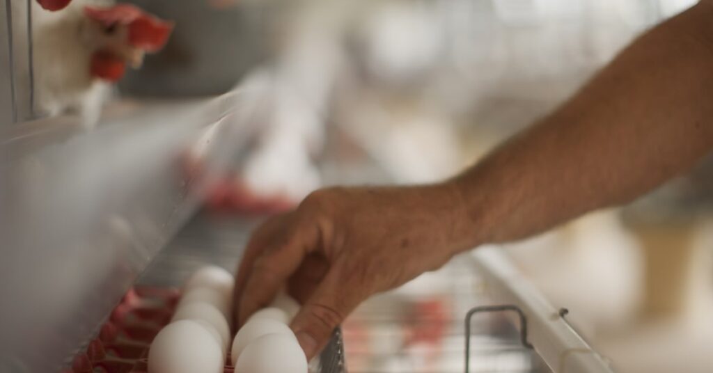 Em 5 meses, exportações de ovos de 2023 superam os 12 meses do ano anterior • Portal DBO 2 em 5 meses exportacoes de ovos de 2023 superam os 12 meses do ano anterior portal dbo