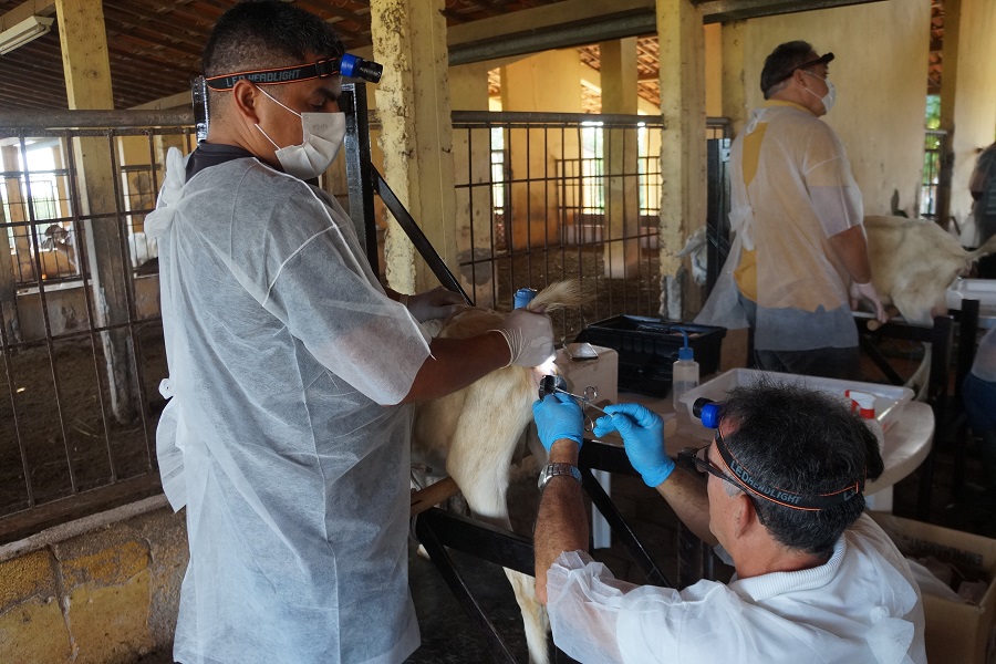 Embrapa apresenta tecnologias para nutrição e reprodução animal