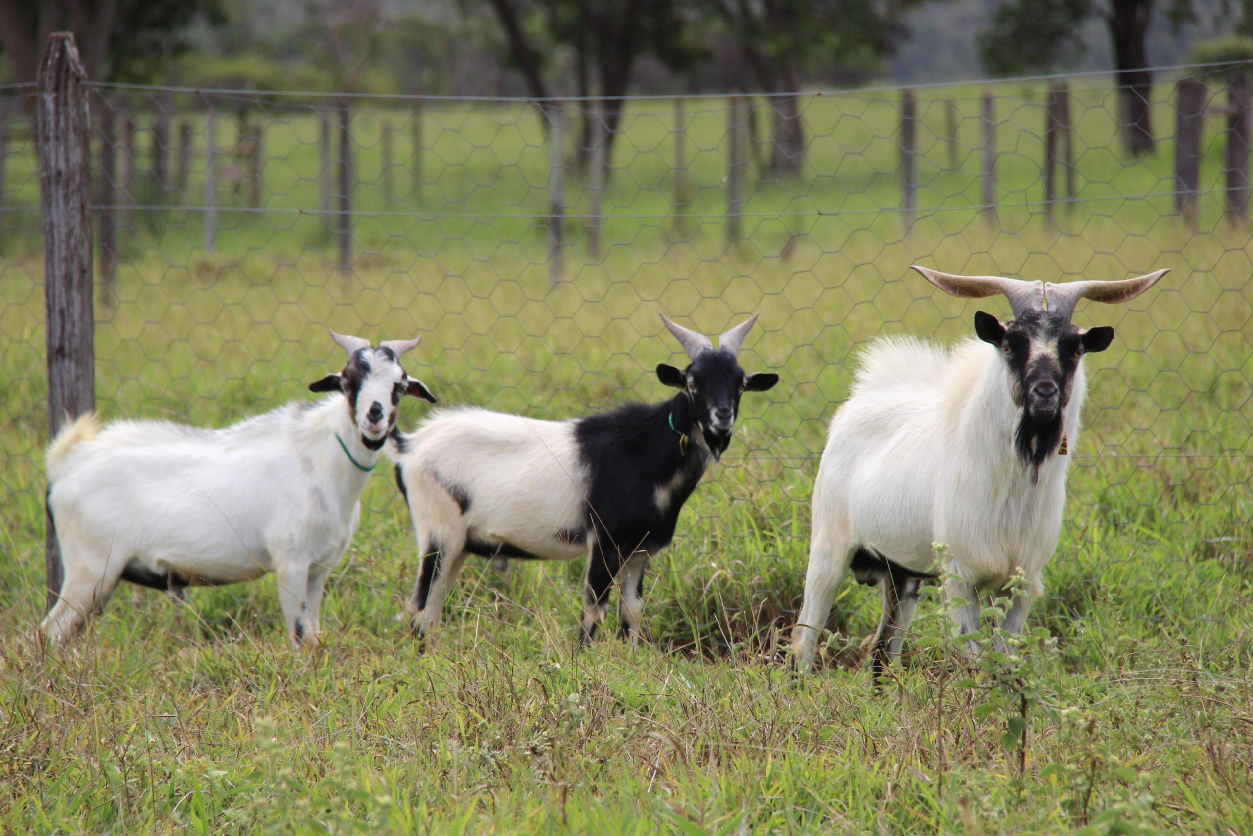 Embrapa promove venda de caprinos das raças Moxotó e Canindé