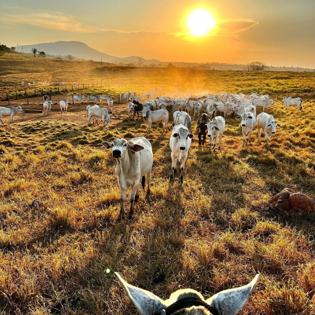 engordar gado na seca e possivel 1