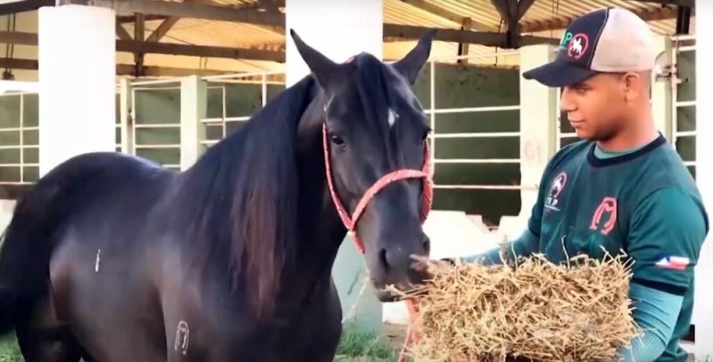 equinocultura tem conquistado destaque na agropecuaria mato grossense 1